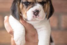 狗狗身上总有腥臭味是什么原因？