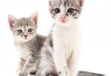 如何科学地喂养幼猫？如果出现哪些症状尤其要注意？