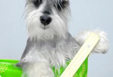 小狗尾巴掉毛像有癣怎么办？