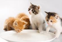 小猫呕吐是什么原因