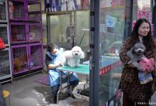 宠物洗澡禁忌多，四大雷区千万别踩