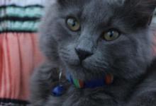 盘点一下宠物猫中最难养的5种！