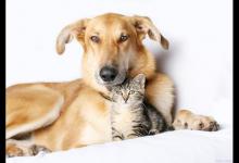 狗狗死亡前的一些征兆，如果主人发觉了要做好心理准备