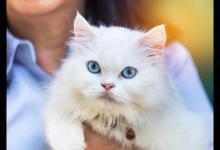 养波斯猫需要注意什么