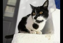 分享中华田园猫——奶牛猫