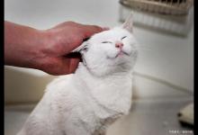 猫喜欢被摸头是什么原因？