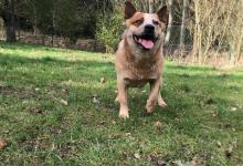 5个理由，告诉你为什么要养公狗