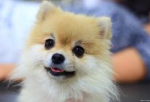 小俊介是什么品种？