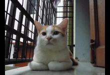 猫咪没有心跳和呼吸怎么救活？