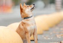 柴犬狗掉毛多的原因有哪些