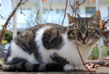 分享中华田园猫——三花猫