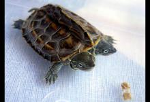 如何挑选健康的宠物龟