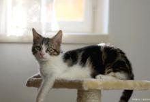 猫咪感冒有必要去医院吗