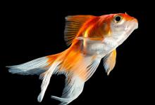 养鱼最适宜的水温是多少？