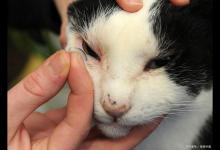 猫咪吐黄水四肢无力怎么办