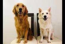 被“恶犬”咬住时，怎么做可以让它松口？