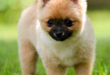 狗子每天要睡几个小时？