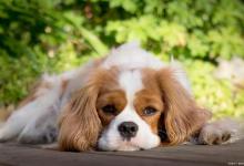 市面上狗狗那么多，要怎么去挑选一只健康的狗狗呢？