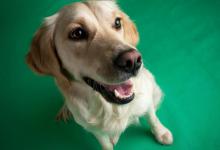 狗狗挑食怎么办？“饿一顿就好”真的靠谱吗？