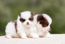 如何喂养刚出生的奶狗