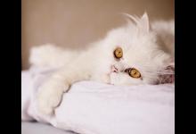 日常生活中该如何给猫咪去毛球呢？