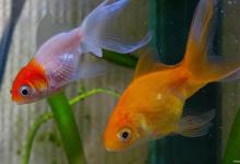 家里的金鱼长不大？