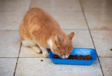 雄黄对猫咪有害吗？