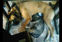 纠正狗狗爆冲的五个办法