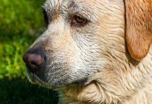 狗窝为什么有酸臭味