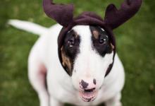 什么样的人适合买狗？