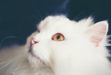 猫咪肠胃炎吃什么食物？