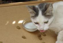 猫咪感冒了，可以和人一起睡吗？