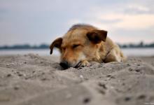 狗子会梦游吗？狗狗梦游时会有哪些行为？