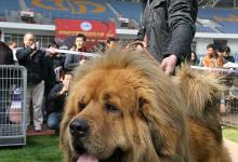 嫉妒心最强的几种狗狗