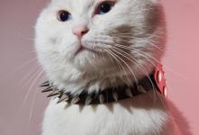 猫咪耳朵热就是发烧吗？