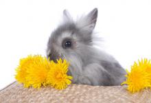 饲养一只兔子需要准备什么？