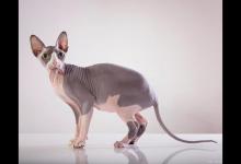 无尾猫为什么不能养？