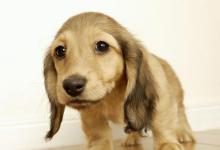 如何训练狗狗不乱拉屎