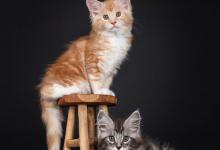 猫咪为什么会有突然呕吐现象？