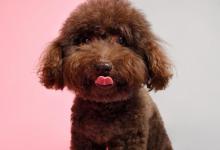 为什么说“泰迪”是最好养的狗？