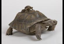 龟龟有哪些外伤可以自动修复呢？