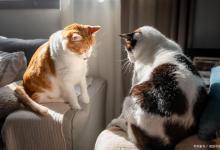 猫咪喜不喜欢被主人抱？