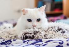 一只猫咪健不健康，看这五点就好！