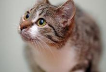 室内30度猫咪会中暑吗？