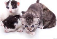 如何喂养刚出生的奶猫