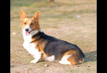 柯基犬断尾的利弊有哪些呢？