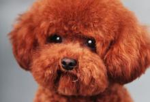 泰迪狗鼻子干怎么回事？