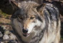 在相同体重条件下，狗能不能打败狼？