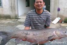 钓青鱼打窝技巧和时间