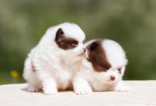 狗狗为何总是便秘？